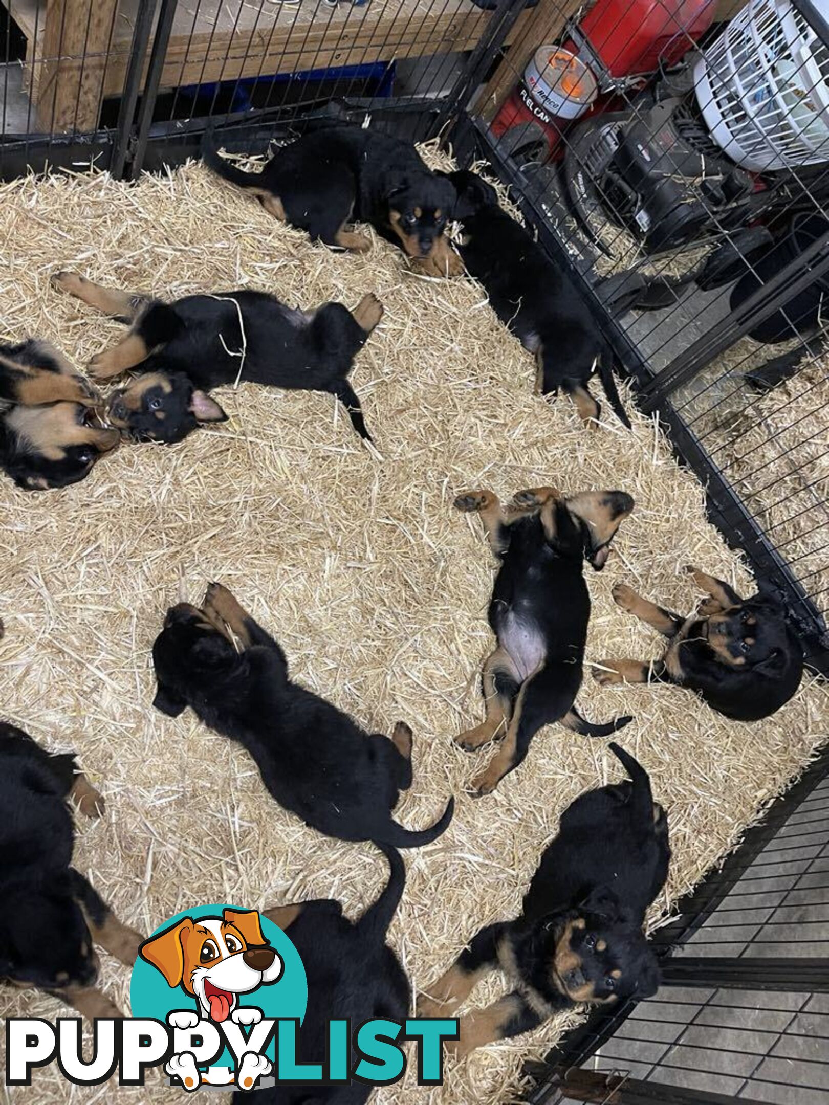 Pure breed Rottweiler puppies
