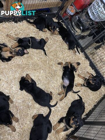 Pure breed Rottweiler puppies