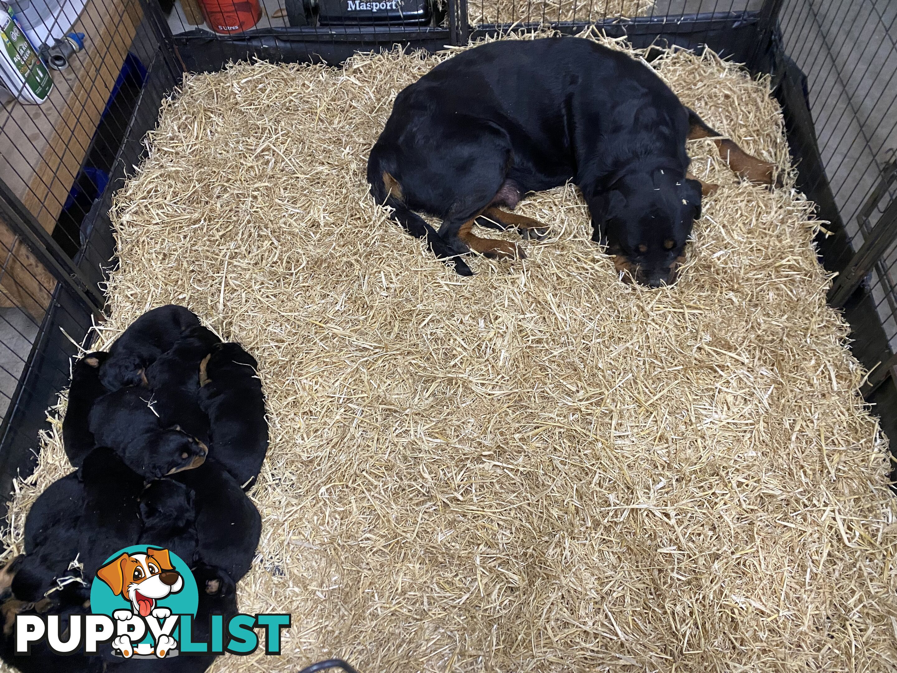 Pure breed Rottweiler puppies