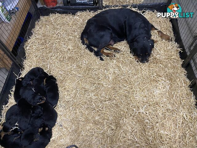 Pure breed Rottweiler puppies