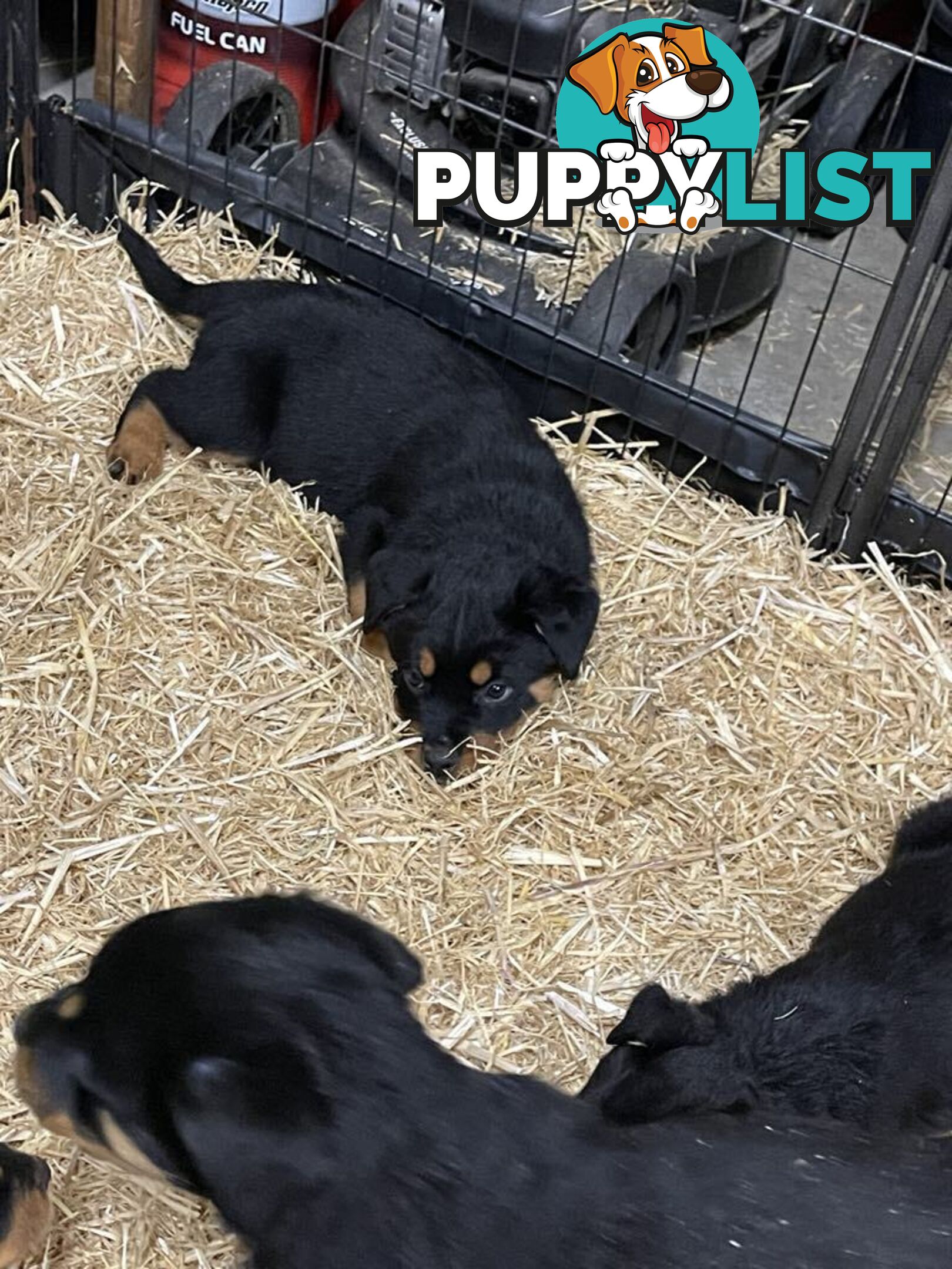 Pure breed Rottweiler puppies