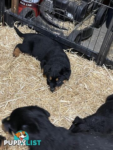 Pure breed Rottweiler puppies