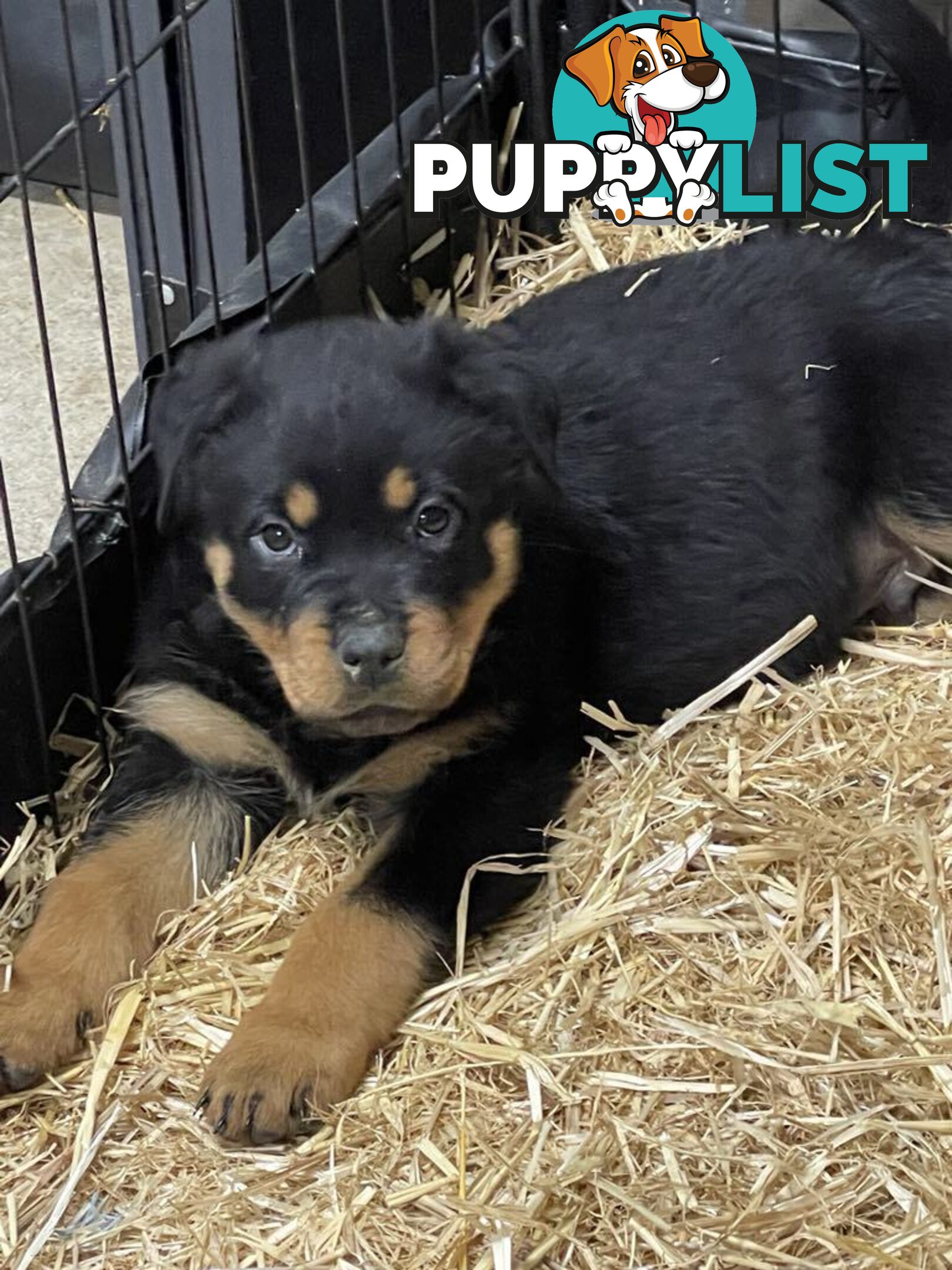 Pure breed Rottweiler puppies