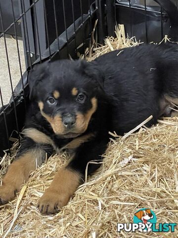 Pure breed Rottweiler puppies