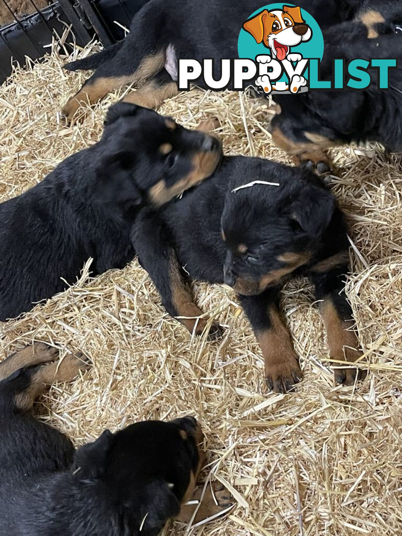 Pure breed Rottweiler puppies