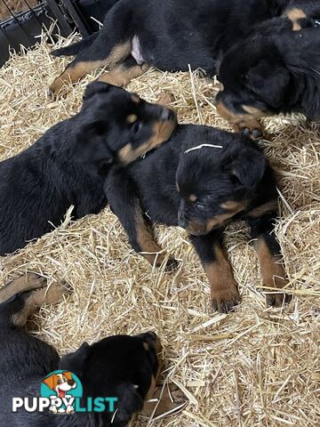 Pure breed Rottweiler puppies