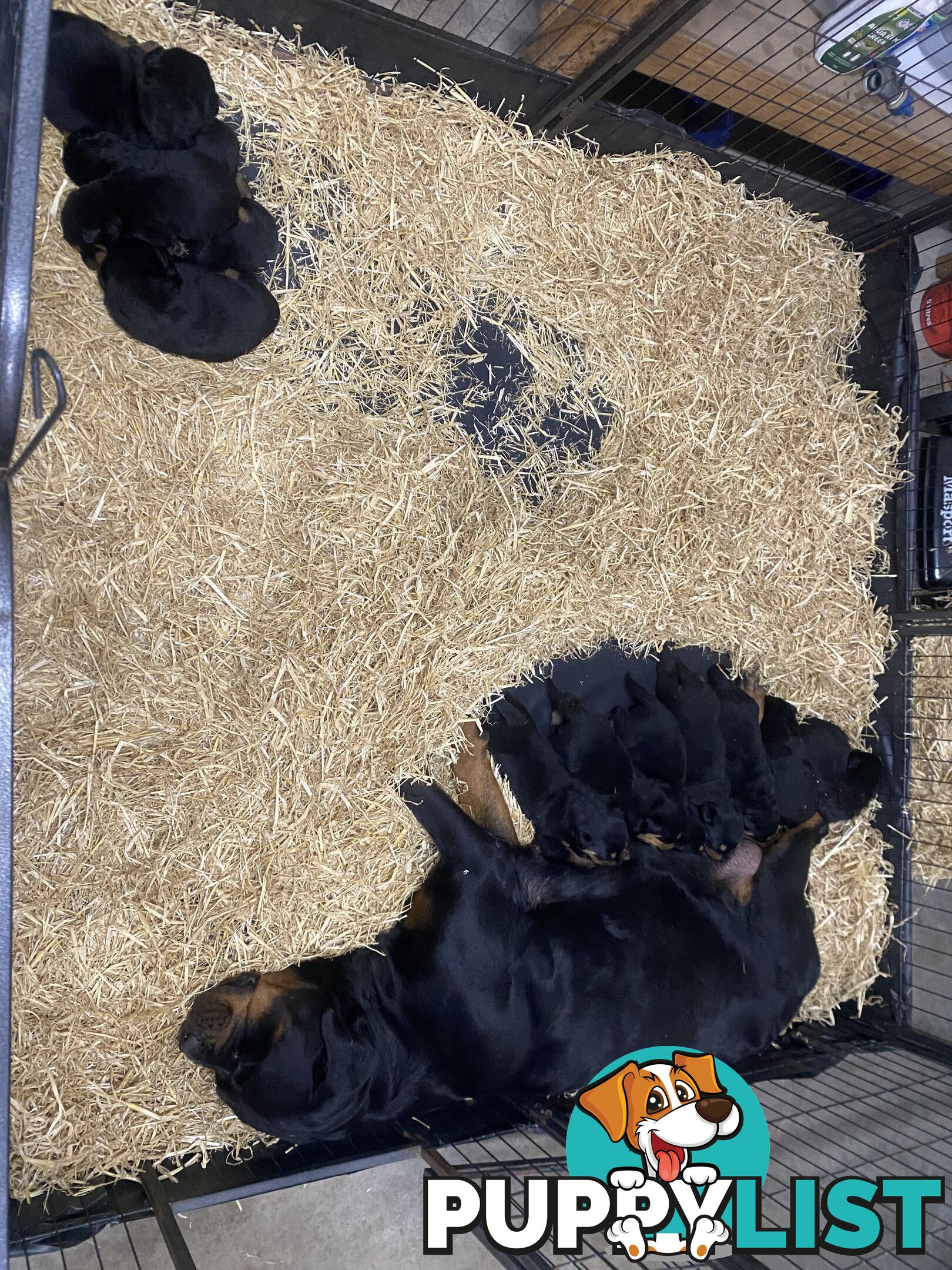 Pure breed Rottweiler puppies