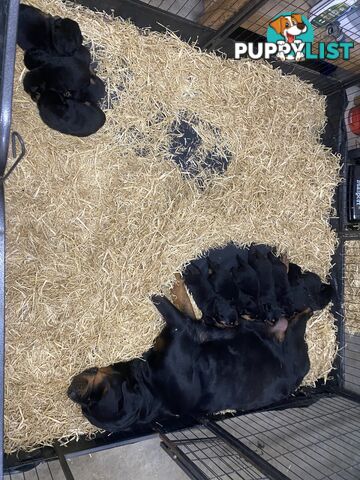 Pure breed Rottweiler puppies