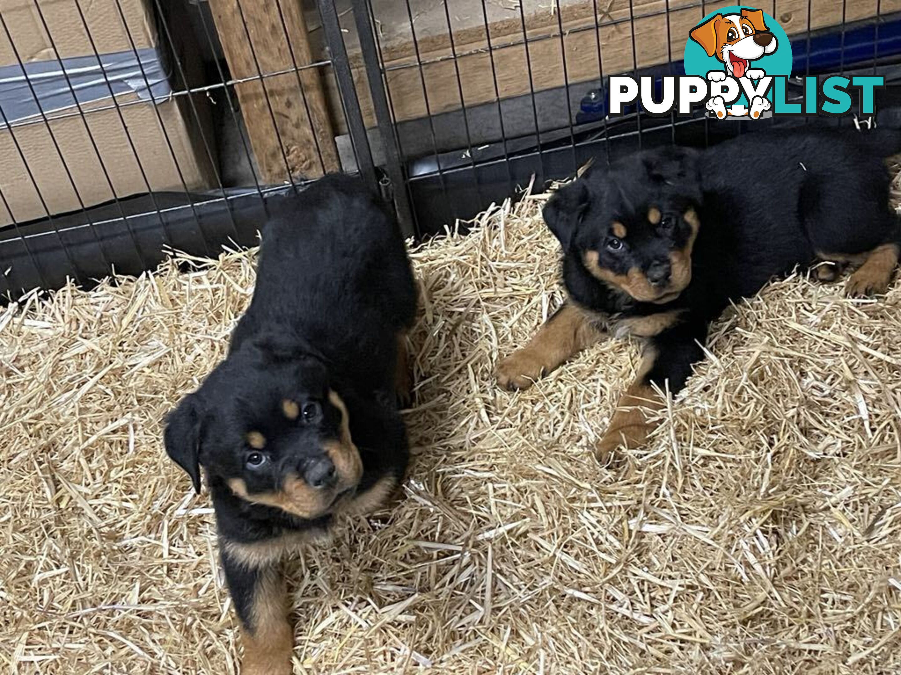 Pure breed Rottweiler puppies