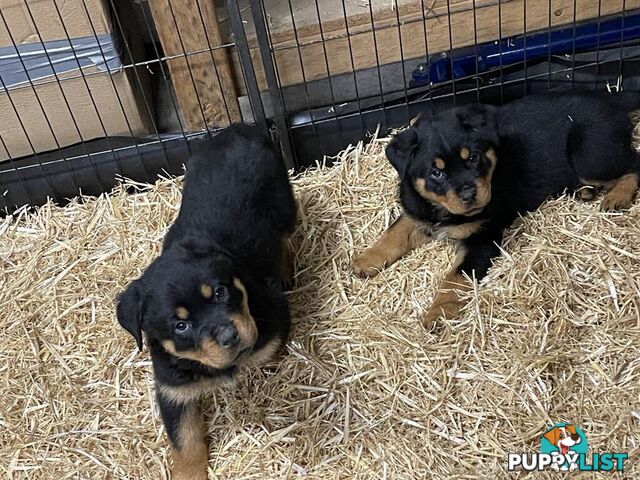 Pure breed Rottweiler puppies