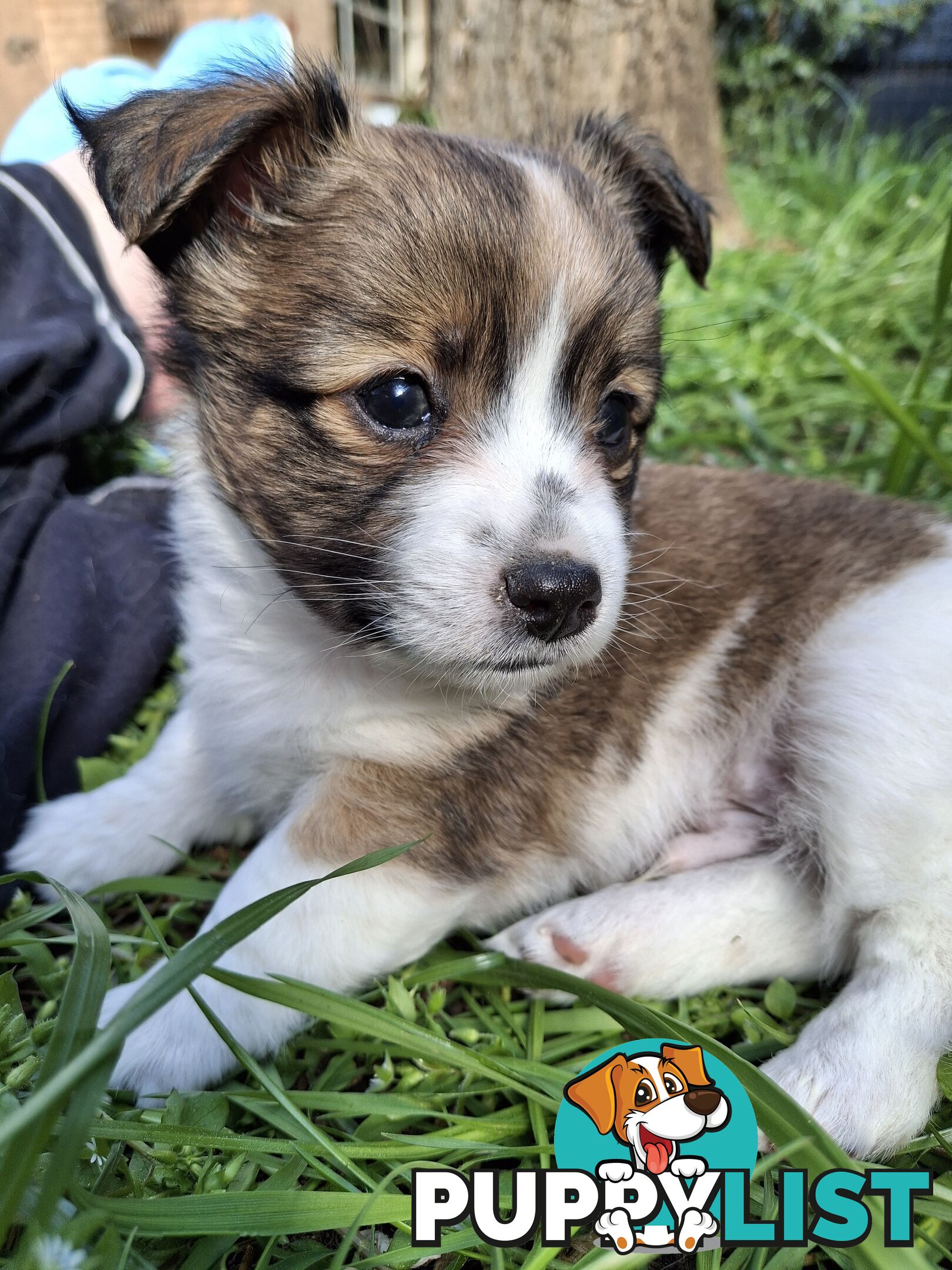 Papillon cross puppies