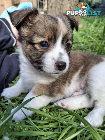 Papillon cross puppies