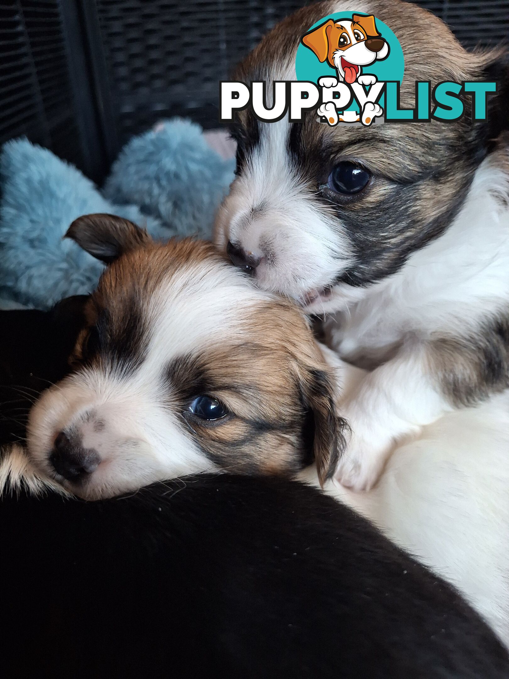 Papillon cross puppies