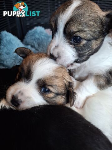 Papillon cross puppies