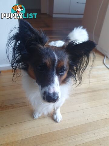 Papillon cross puppies