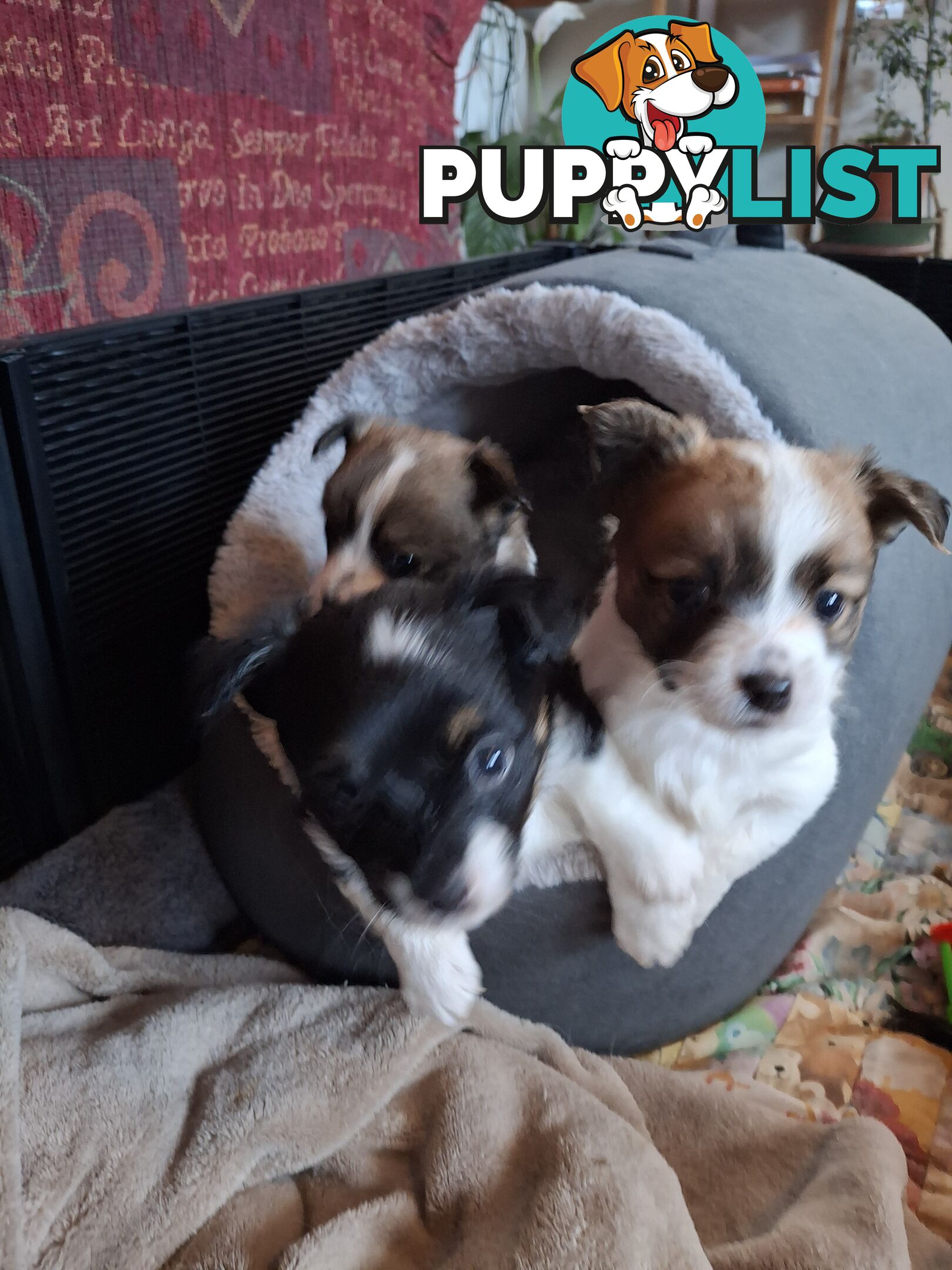 Papillon cross puppies