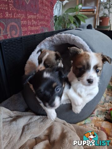 Papillon cross puppies