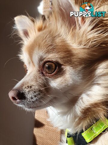 Papillon cross puppies