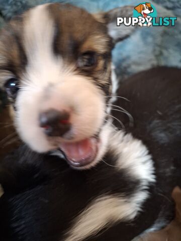 Papillon cross puppies