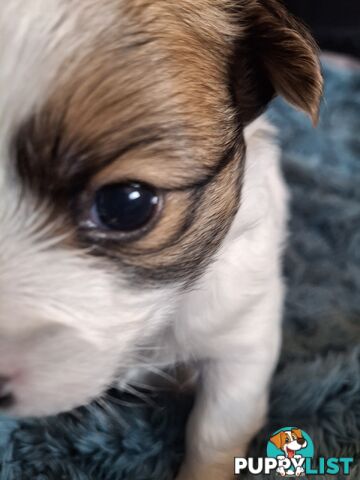 Papillon cross puppies