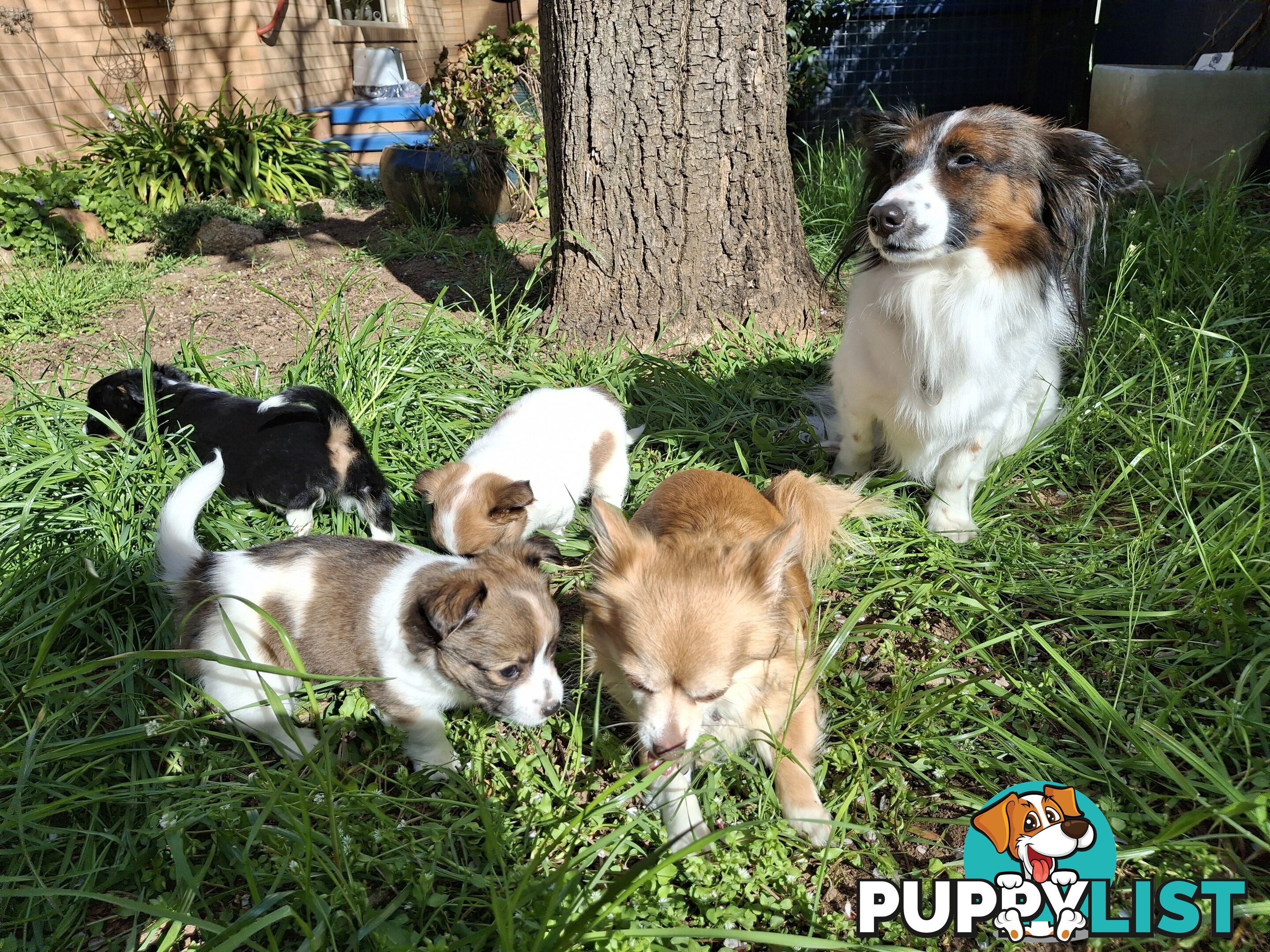 Papillon cross puppies