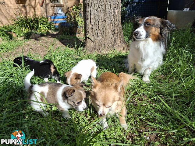 Papillon cross puppies