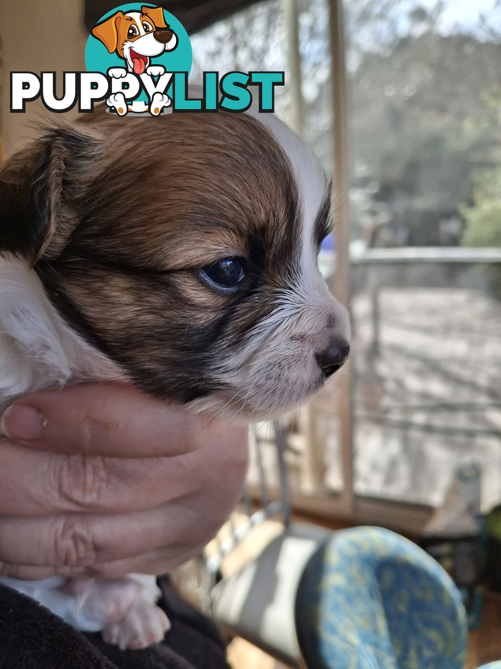 Papillon cross puppies