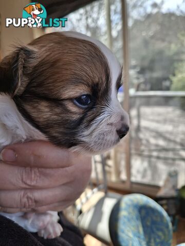 Papillon cross puppies