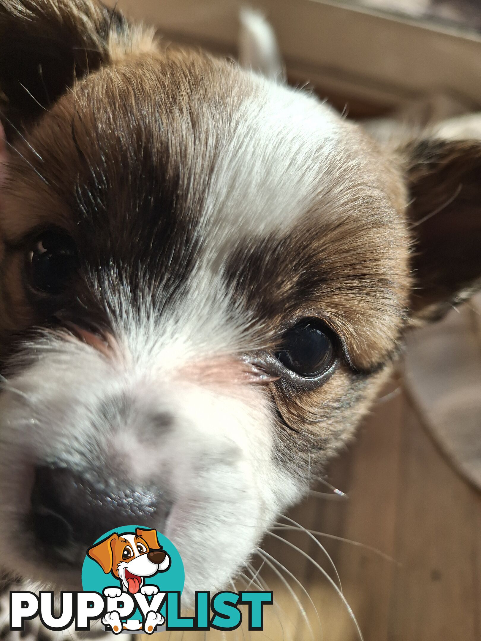 Papillon cross puppies