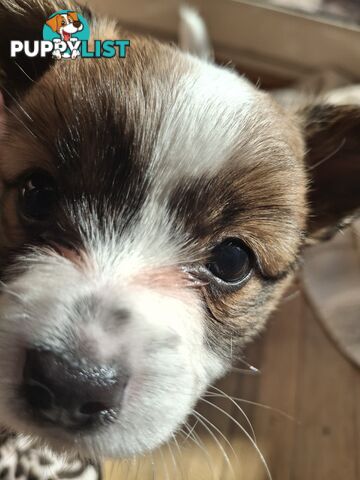 Papillon cross puppies