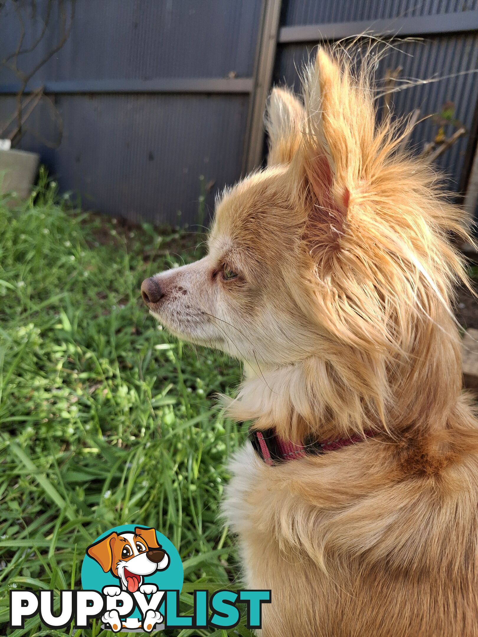 Papillon cross puppies