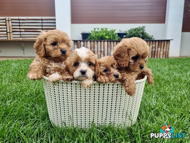 Toy Cavoodle Puppies for sale