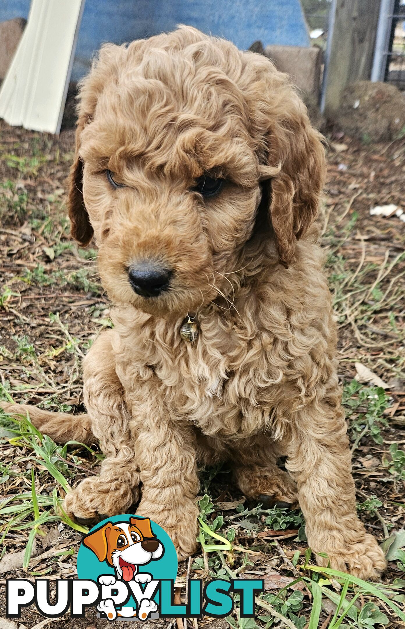 F2 Groodle puppies