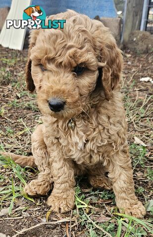 F2 Groodle puppies