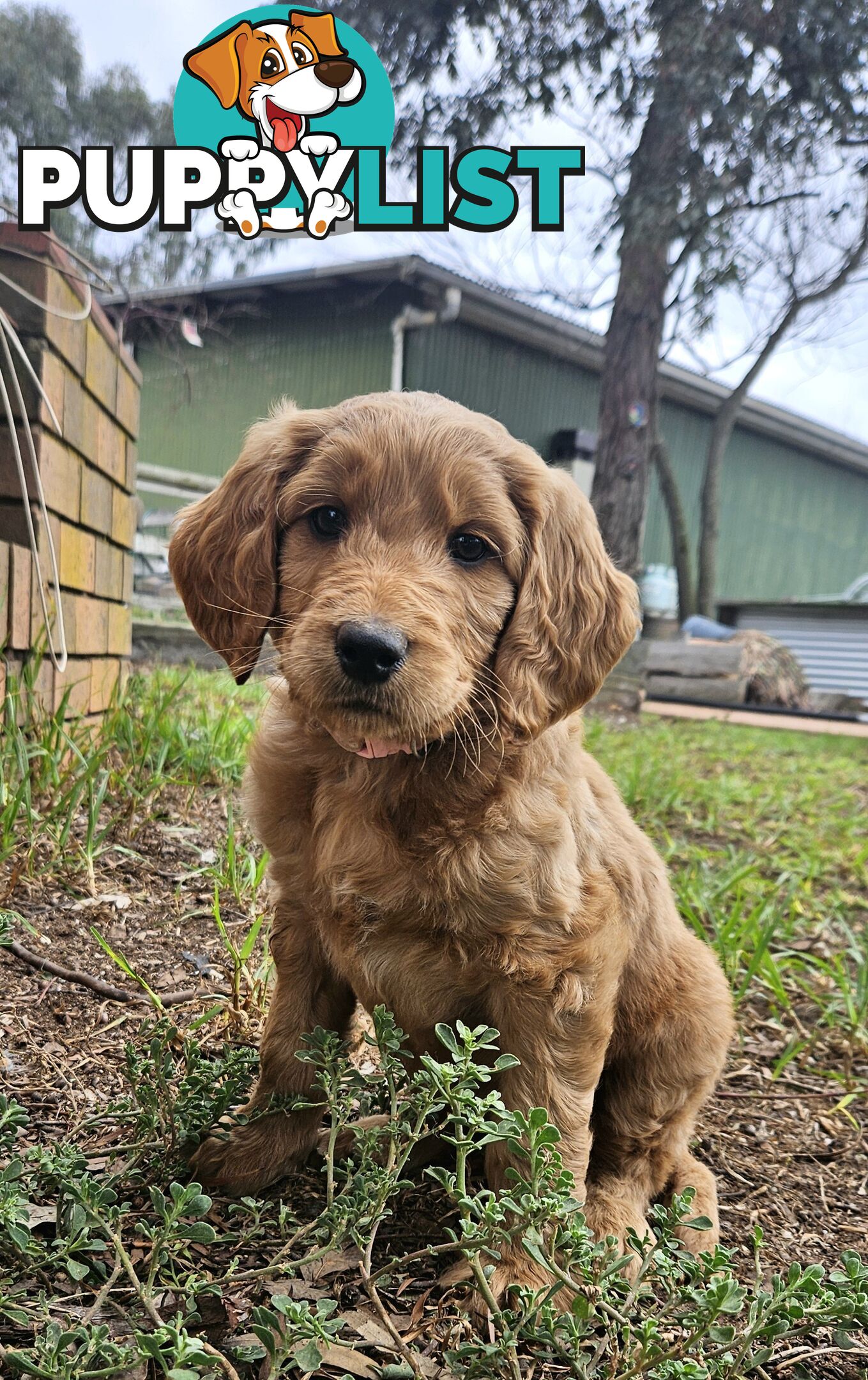 F2 Groodle puppies