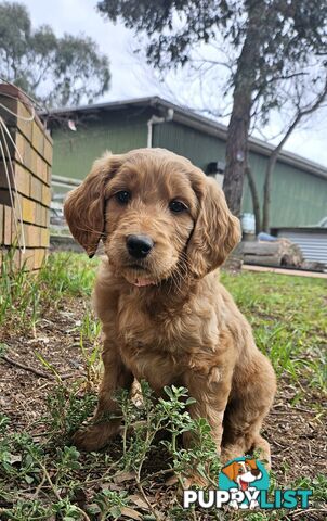 F2 Groodle puppies