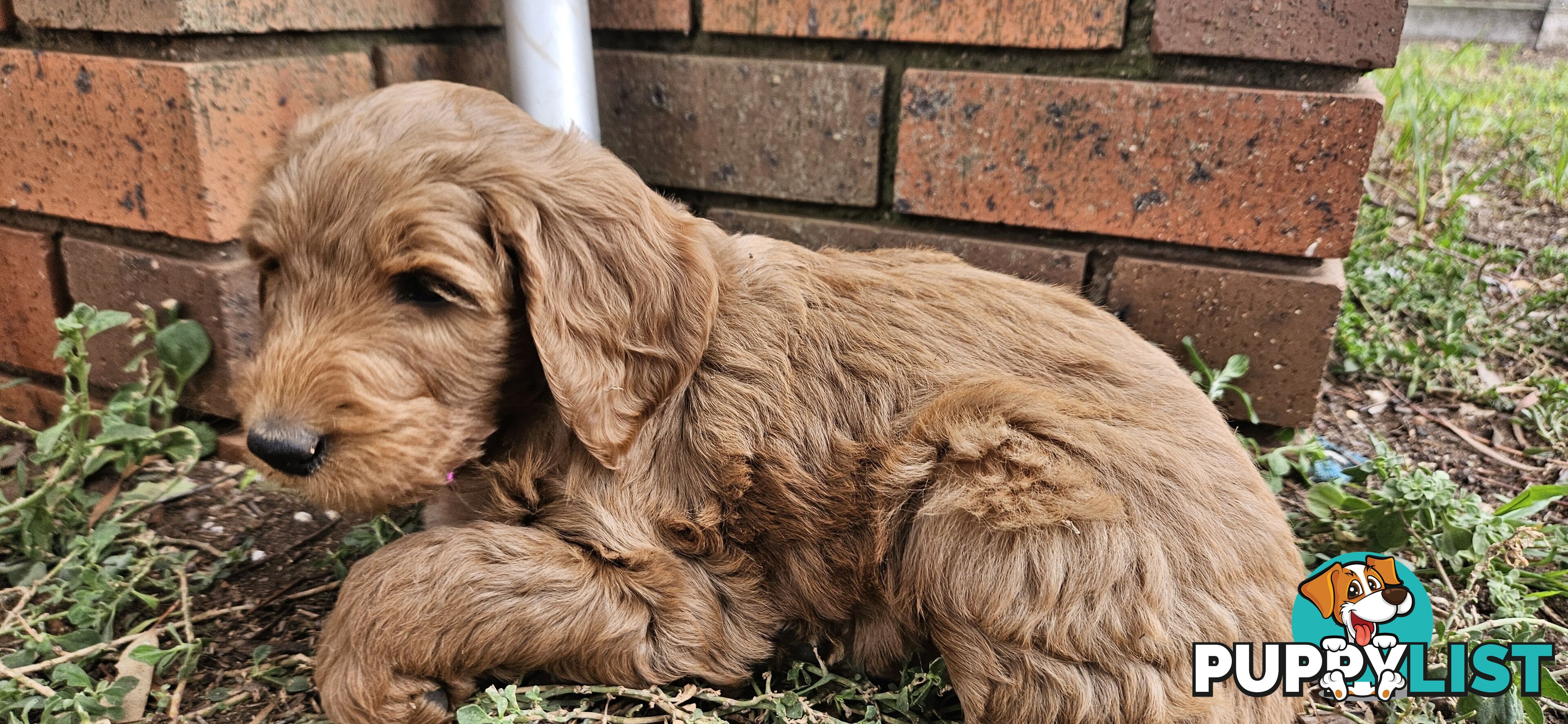 F2 Groodle puppies