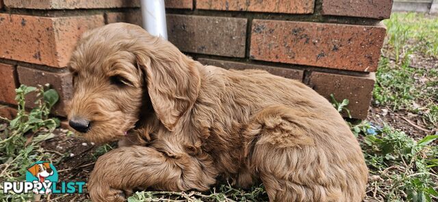 F2 Groodle puppies