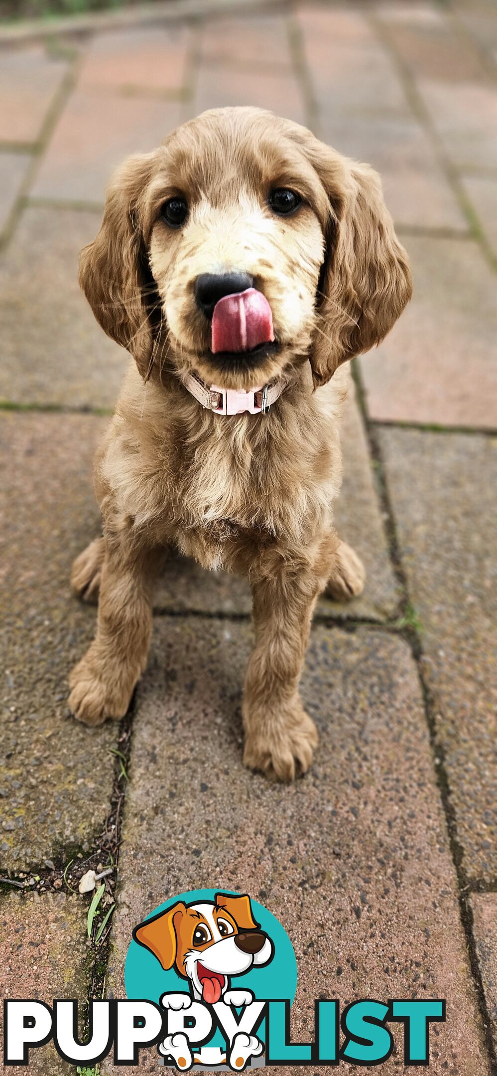 F2 Groodle puppies