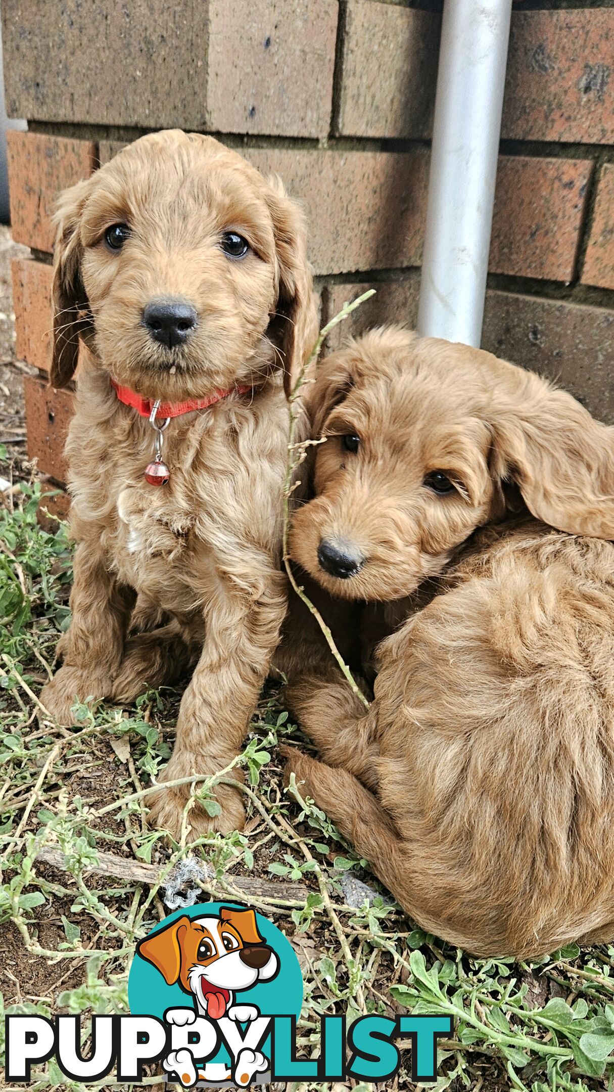 F2 Groodle puppies