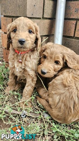 F2 Groodle puppies