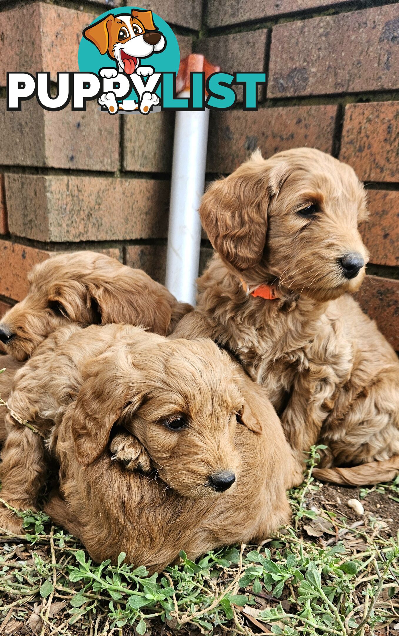 F2 Groodle puppies
