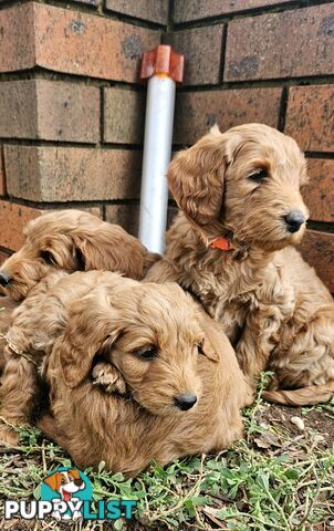 F2 Groodle puppies
