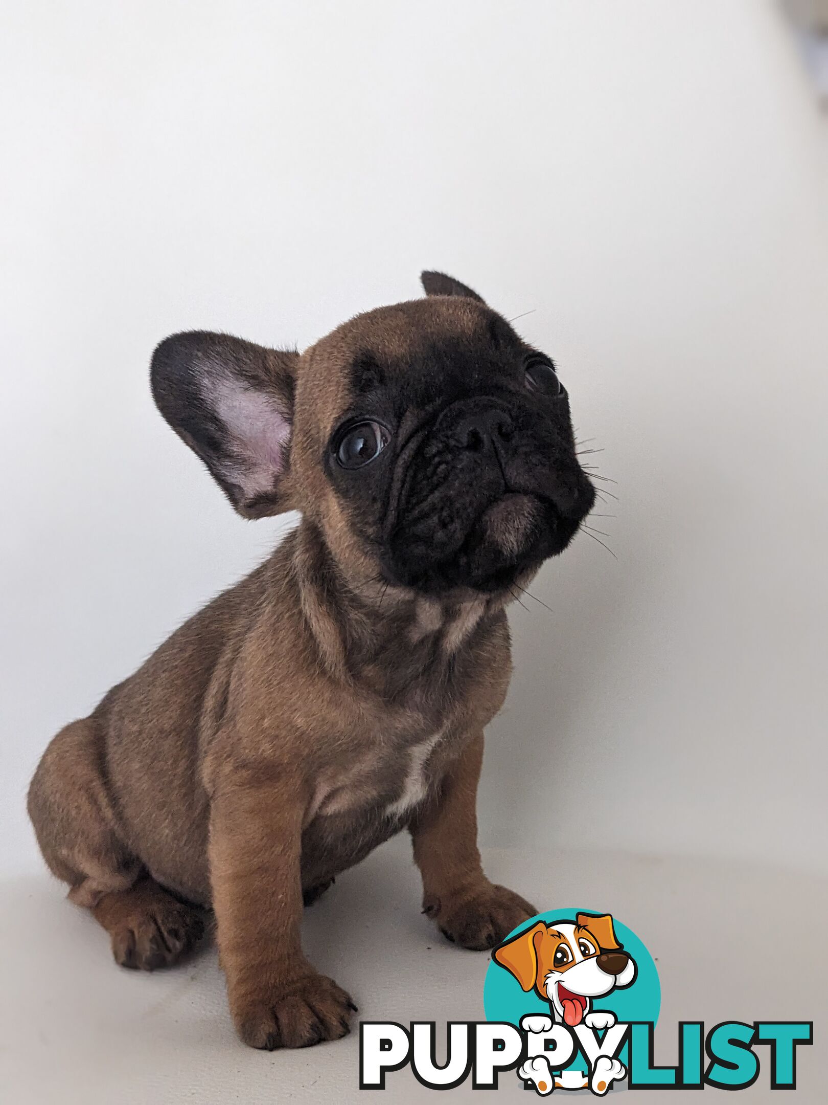 French bulldog puppies