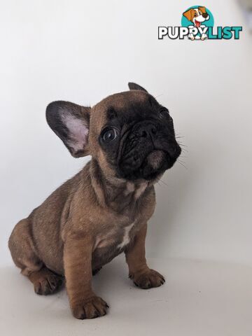 French bulldog puppies