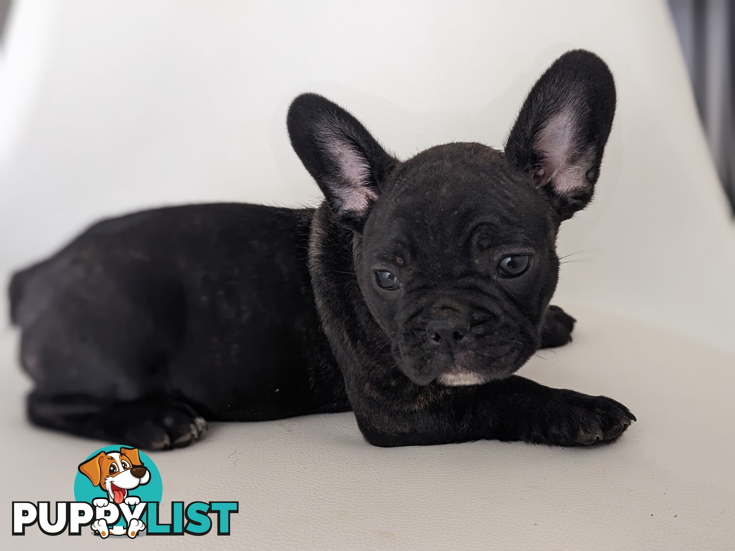 French bulldog puppies