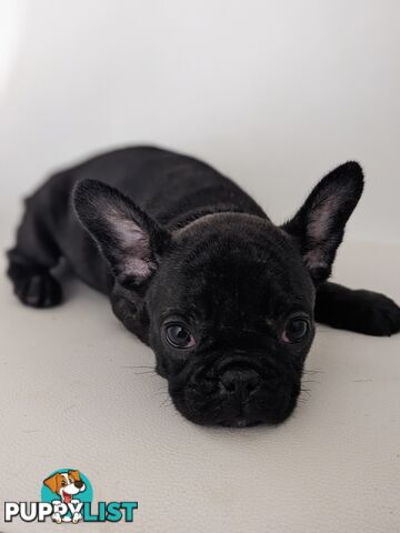 French bulldog puppies