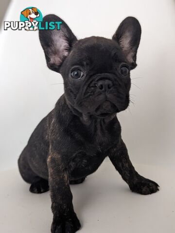 French bulldog puppies