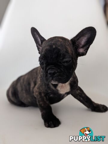 French bulldog puppies