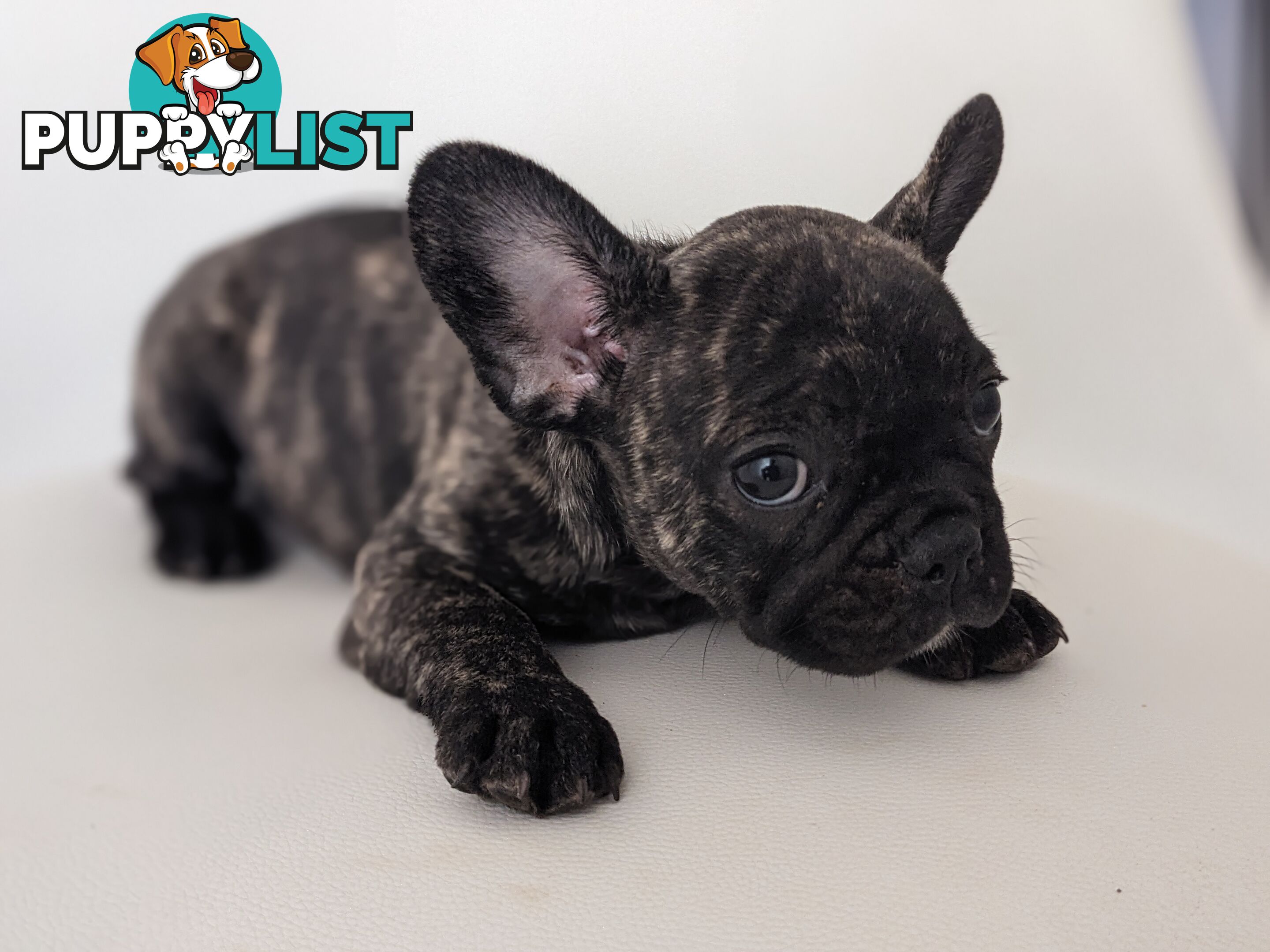 French bulldog puppies